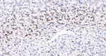 MCM5 Antibody in Immunohistochemistry (Paraffin) (IHC (P))