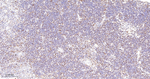 MCM5 Antibody in Immunohistochemistry (Paraffin) (IHC (P))