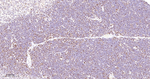 MCM5 Antibody in Immunohistochemistry (Paraffin) (IHC (P))