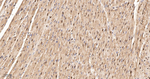COPS3 Antibody in Immunohistochemistry (Paraffin) (IHC (P))
