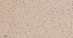 COPS3 Antibody in Immunohistochemistry (Paraffin) (IHC (P))