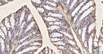 COPS3 Antibody in Immunohistochemistry (Paraffin) (IHC (P))