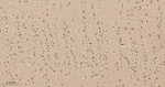 COPS3 Antibody in Immunohistochemistry (Paraffin) (IHC (P))