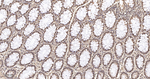 COPS3 Antibody in Immunohistochemistry (Paraffin) (IHC (P))