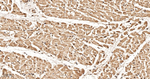 COPS3 Antibody in Immunohistochemistry (Paraffin) (IHC (P))