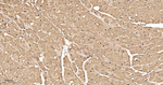 COPS3 Antibody in Immunohistochemistry (Paraffin) (IHC (P))