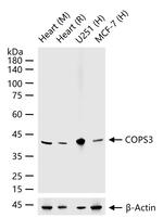 COPS3 Antibody in Western Blot (WB)