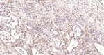 PGAM1 Recombinant Rabbit Monoclonal Antibody (D3C4)