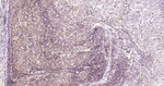PGAM1 Antibody in Immunohistochemistry (Paraffin) (IHC (P))