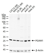 PGAM1 Antibody in Western Blot (WB)