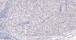 PRMT5 Antibody in Immunohistochemistry (Paraffin) (IHC (P))