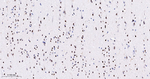 PTBP2 Antibody in Immunohistochemistry (Paraffin) (IHC (P))