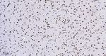 PTBP2 Antibody in Immunohistochemistry (Paraffin) (IHC (P))