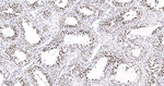 PTBP2 Antibody in Immunohistochemistry (Paraffin) (IHC (P))