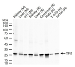 TPI1 Monoclonal Antibody (H3C10)