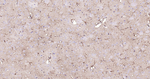 ALDH1L1 Antibody in Immunohistochemistry (Paraffin) (IHC (P))