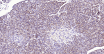 ALDH1L1 Antibody in Immunohistochemistry (Paraffin) (IHC (P))