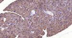 ALDH1L1 Antibody in Immunohistochemistry (Paraffin) (IHC (P))