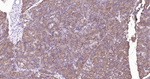 ALDH1L1 Antibody in Immunohistochemistry (Paraffin) (IHC (P))