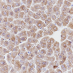 ALDH1L1 Antibody in Immunohistochemistry (Paraffin) (IHC (P))