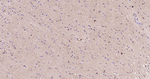 ALDH1L1 Antibody in Immunohistochemistry (Paraffin) (IHC (P))