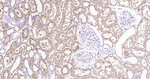 ALDH1L1 Antibody in Immunohistochemistry (Paraffin) (IHC (P))