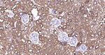 ALDH1L1 Antibody in Immunohistochemistry (Paraffin) (IHC (P))