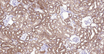 ALDH1L1 Antibody in Immunohistochemistry (Paraffin) (IHC (P))