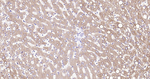 ALDH1L1 Antibody in Immunohistochemistry (Paraffin) (IHC (P))