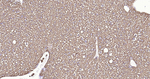 ALDH1L1 Antibody in Immunohistochemistry (Paraffin) (IHC (P))