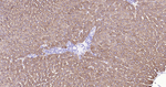 ALDH1L1 Antibody in Immunohistochemistry (Paraffin) (IHC (P))