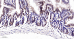 PTBP1 Antibody in Immunohistochemistry (Paraffin) (IHC (P))