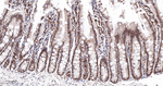 PTBP1 Antibody in Immunohistochemistry (Paraffin) (IHC (P))
