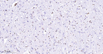 PTBP1 Antibody in Immunohistochemistry (Paraffin) (IHC (P))