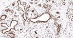PTBP1 Antibody in Immunohistochemistry (Paraffin) (IHC (P))