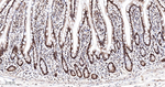 PTBP1 Antibody in Immunohistochemistry (Paraffin) (IHC (P))