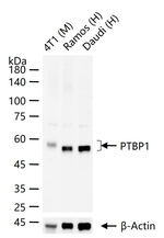 PTBP1 Antibody in Western Blot (WB)