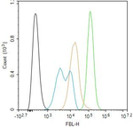 Fibrillarin Antibody in Flow Cytometry (Flow)