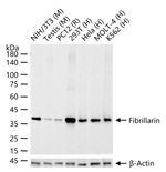 Fibrillarin Antibody in Western Blot (WB)
