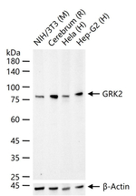 GRK2 Antibody in Western Blot (WB)