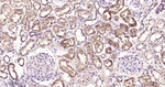 PHGDH Antibody in Immunohistochemistry (Paraffin) (IHC (P))