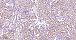 PHGDH Antibody in Immunohistochemistry (Paraffin) (IHC (P))
