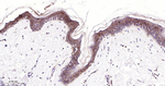 PHGDH Antibody in Immunohistochemistry (Paraffin) (IHC (P))