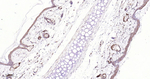 PHGDH Antibody in Immunohistochemistry (Paraffin) (IHC (P))