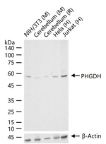 PHGDH Antibody in Western Blot (WB)