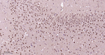 PSMA1 Antibody in Immunohistochemistry (Paraffin) (IHC (P))
