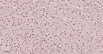 PSMA1 Antibody in Immunohistochemistry (Paraffin) (IHC (P))