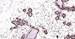 PSMA1 Antibody in Immunohistochemistry (Paraffin) (IHC (P))