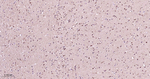 PSMA1 Antibody in Immunohistochemistry (Paraffin) (IHC (P))