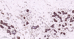 PSMA1 Antibody in Immunohistochemistry (Paraffin) (IHC (P))